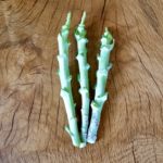 3 Big Blue Tree Collard Cuttings