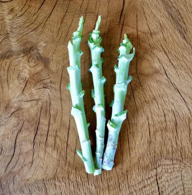 3 Big Blue Tree Collard Cuttings