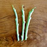 3 Jolly Green Tree Collard Cuttings