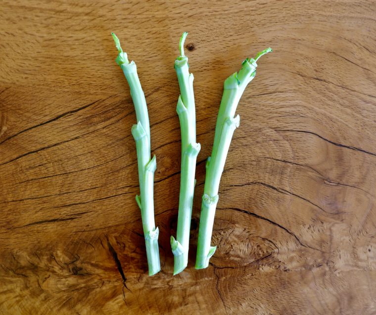 3 Jolly Green Tree Collard Cuttings