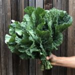 Big Blue Tree Collard Greens