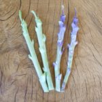Jolly Green Tree Collard Cuttings and Purple Tree Collard Cuttings