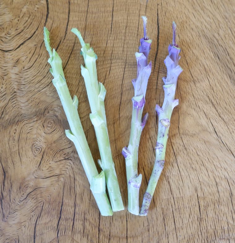Jolly Green Tree Collard Cuttings and Purple Tree Collard Cuttings