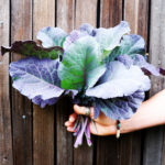 Purple Tree Collard Greens