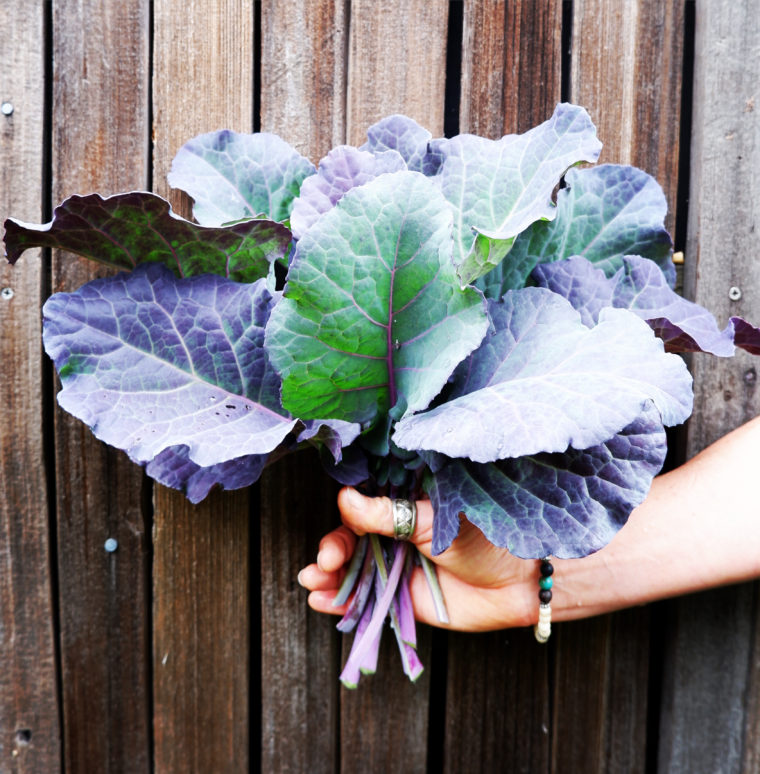 Purple Tree Collard Greens