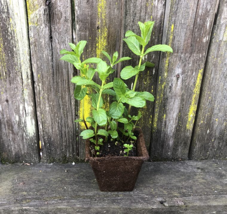 persian mint plant