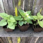 rooted scullcap plants young