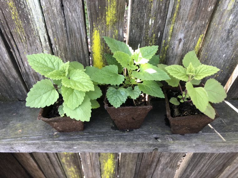 rooted scullcap plants young