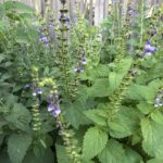 scullcap plant in garden