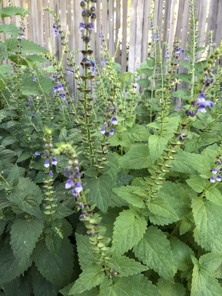 scullcap plant in garden