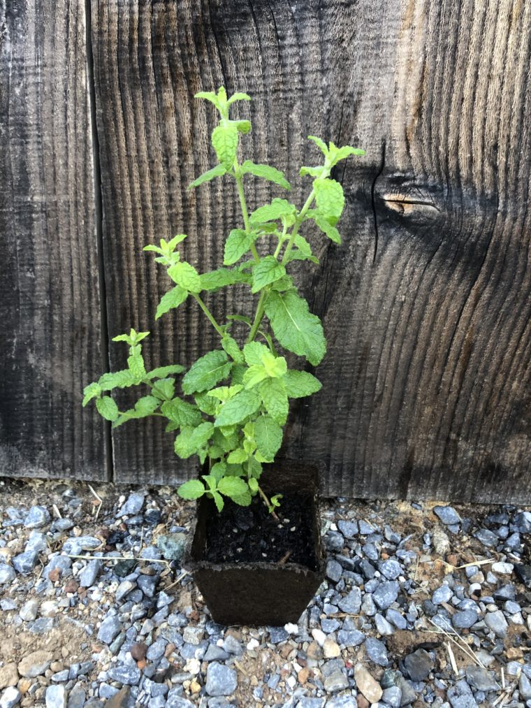 rooted strawberry mint plant