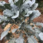 Michigan Tree Collard Plant