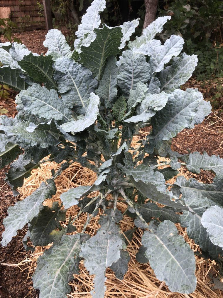 Michigan Tree Collard Plant