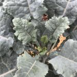 Michigan Tree Collard Plant