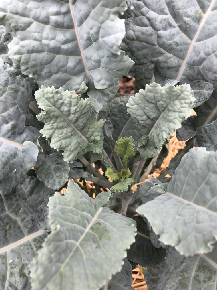 Michigan Tree Collard Plant