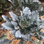 Michigan Tree Collard Plant