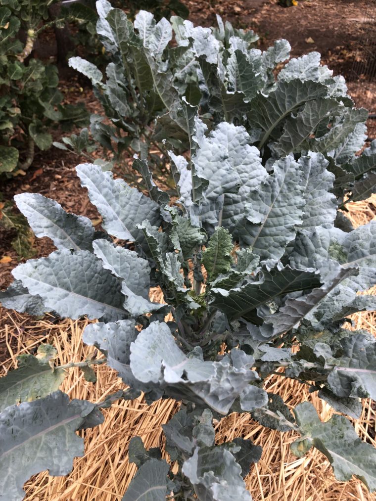 Michigan Tree Collard Plant in garden