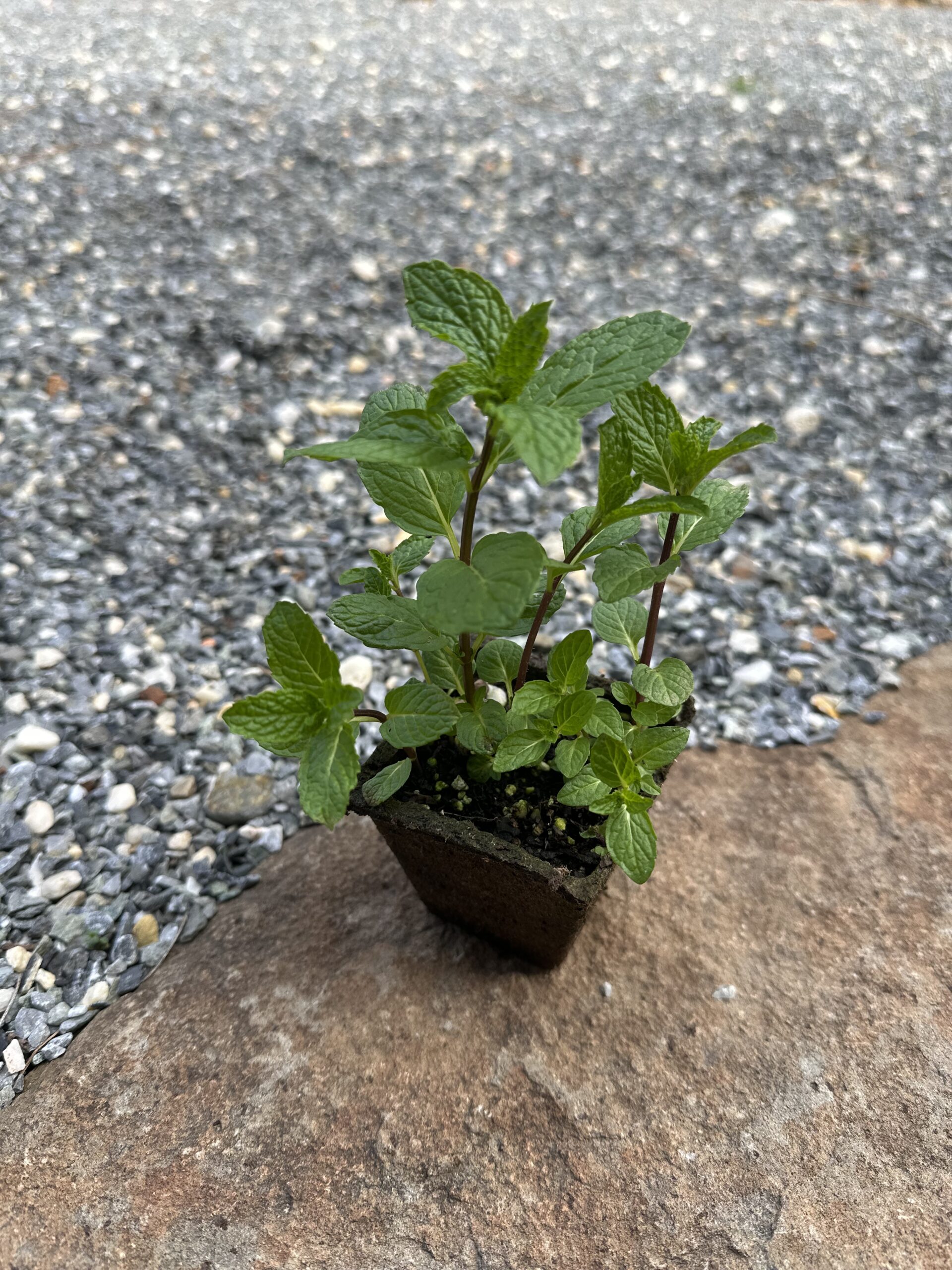 Mojito Mint Plant