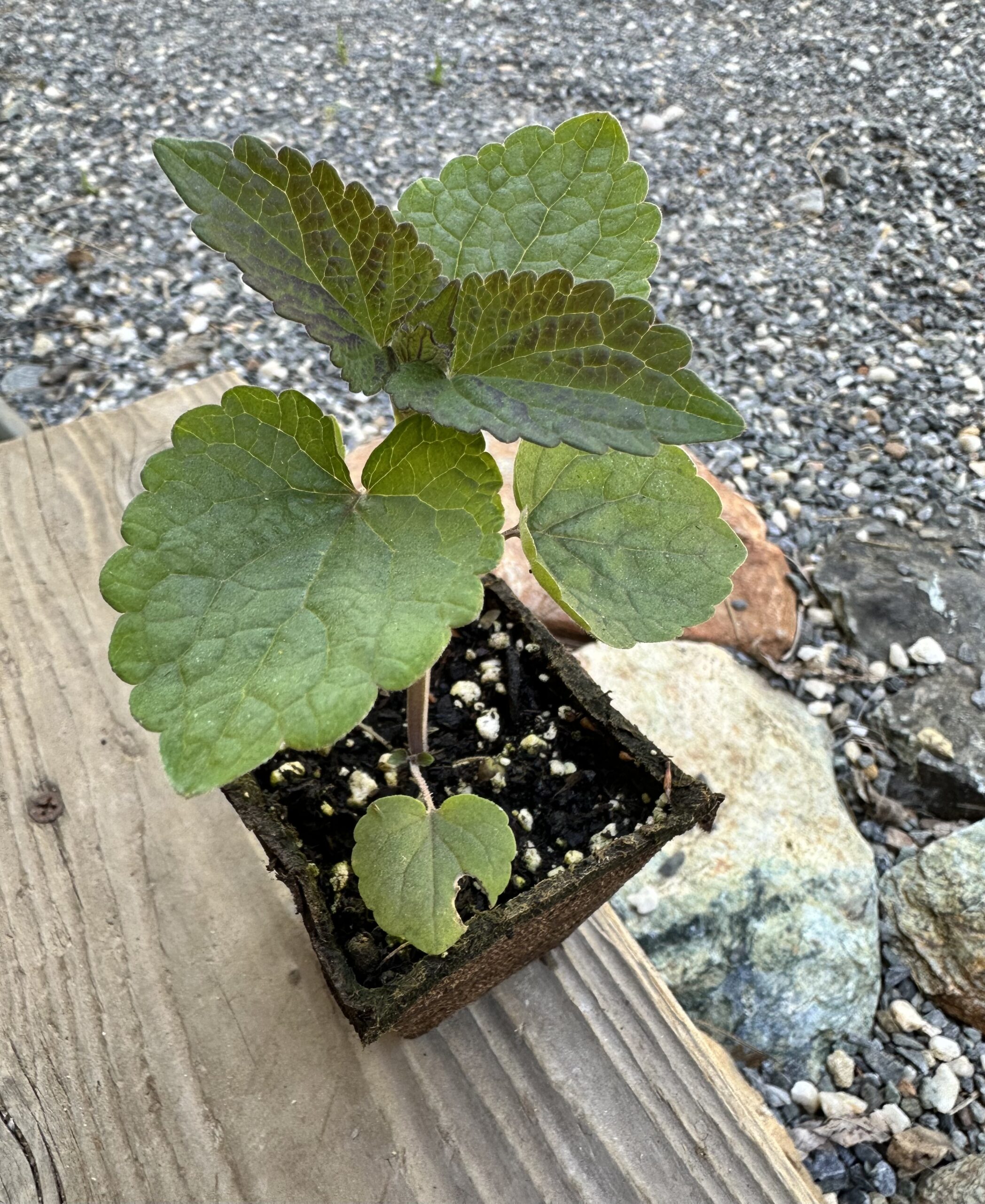 One Rooted Anise Hyssop Project Collard