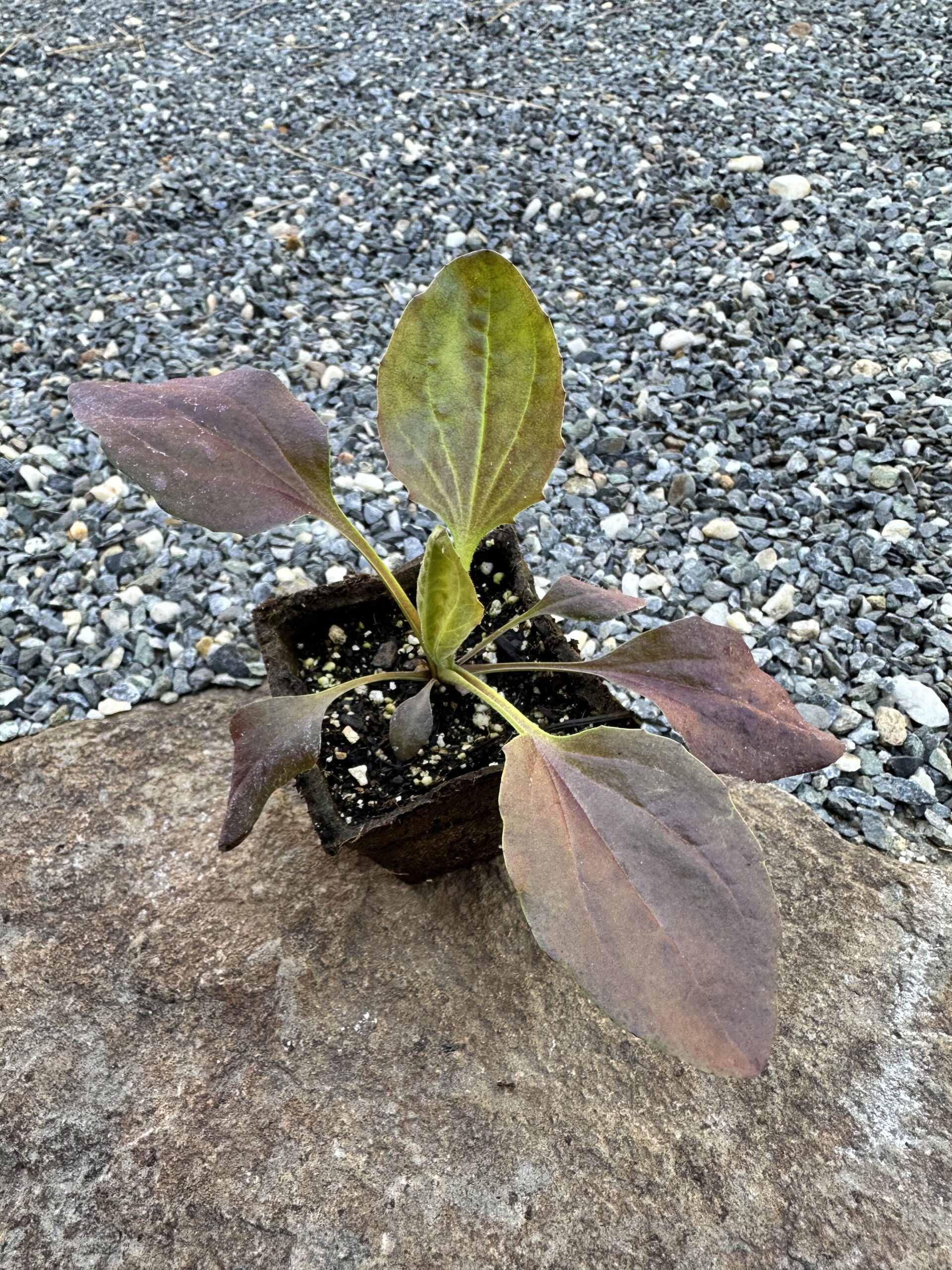 one rooted red plantain plant
