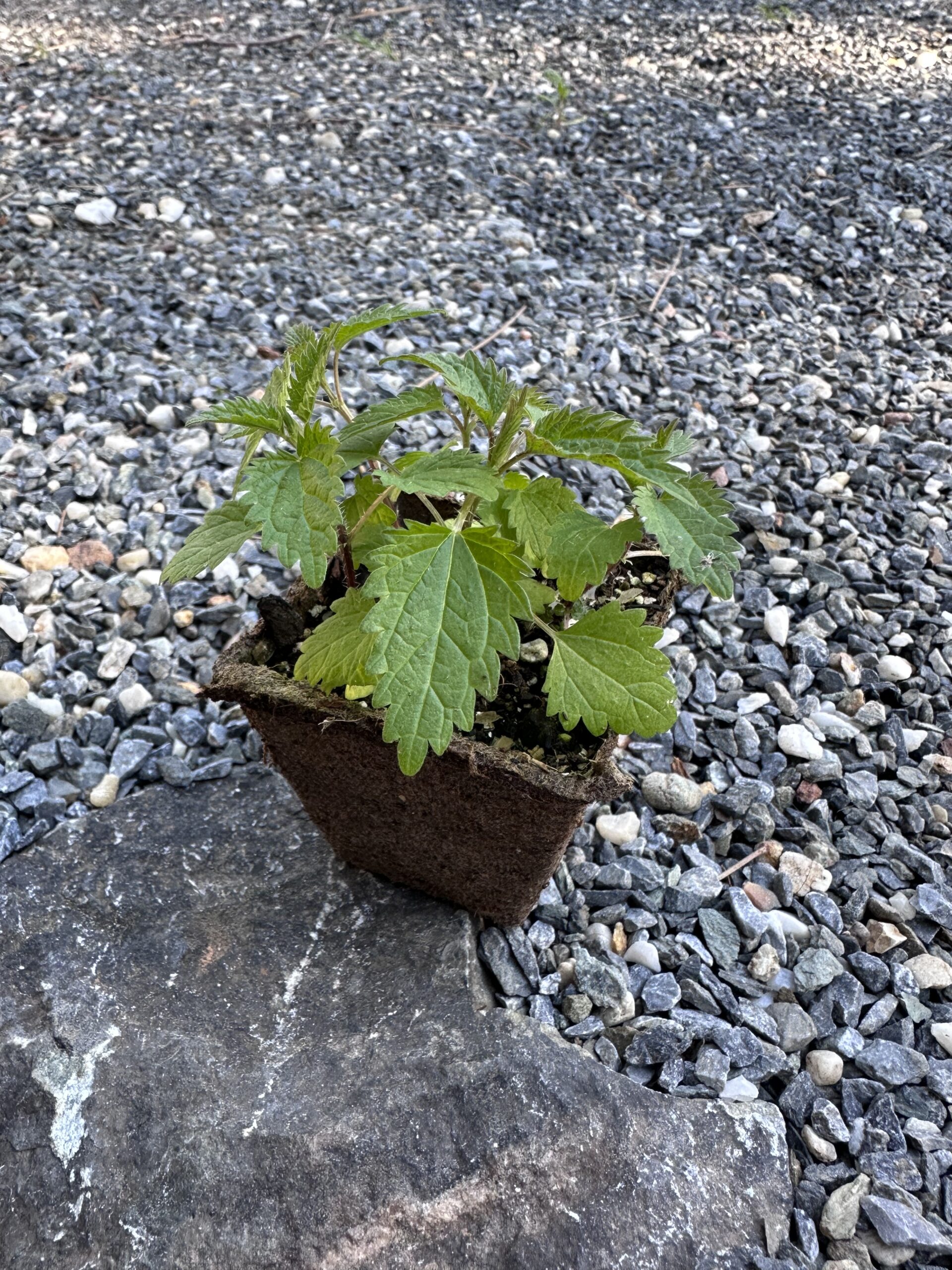 One Rooted Sting Less Nettle Plant