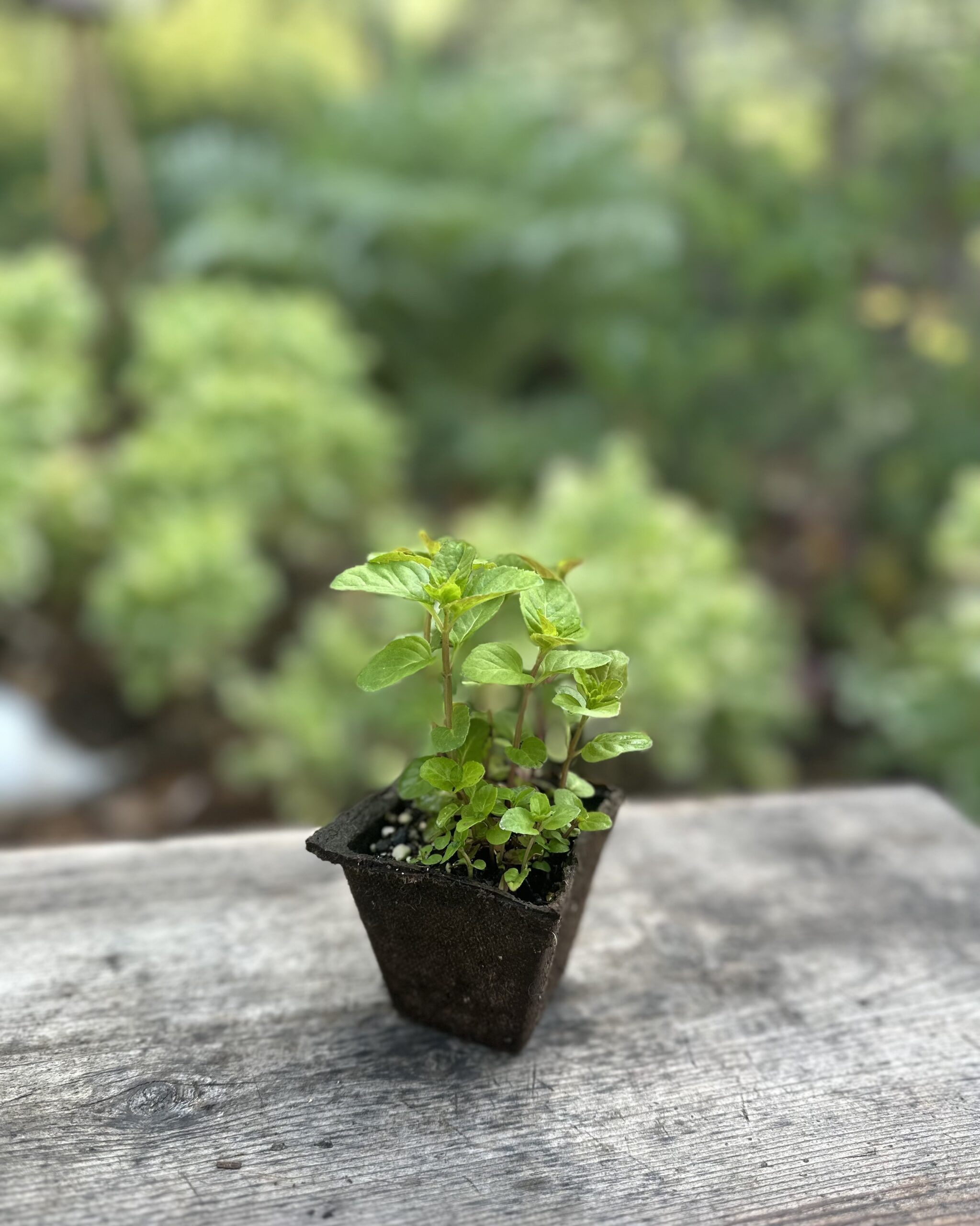 Lime Mint Plant