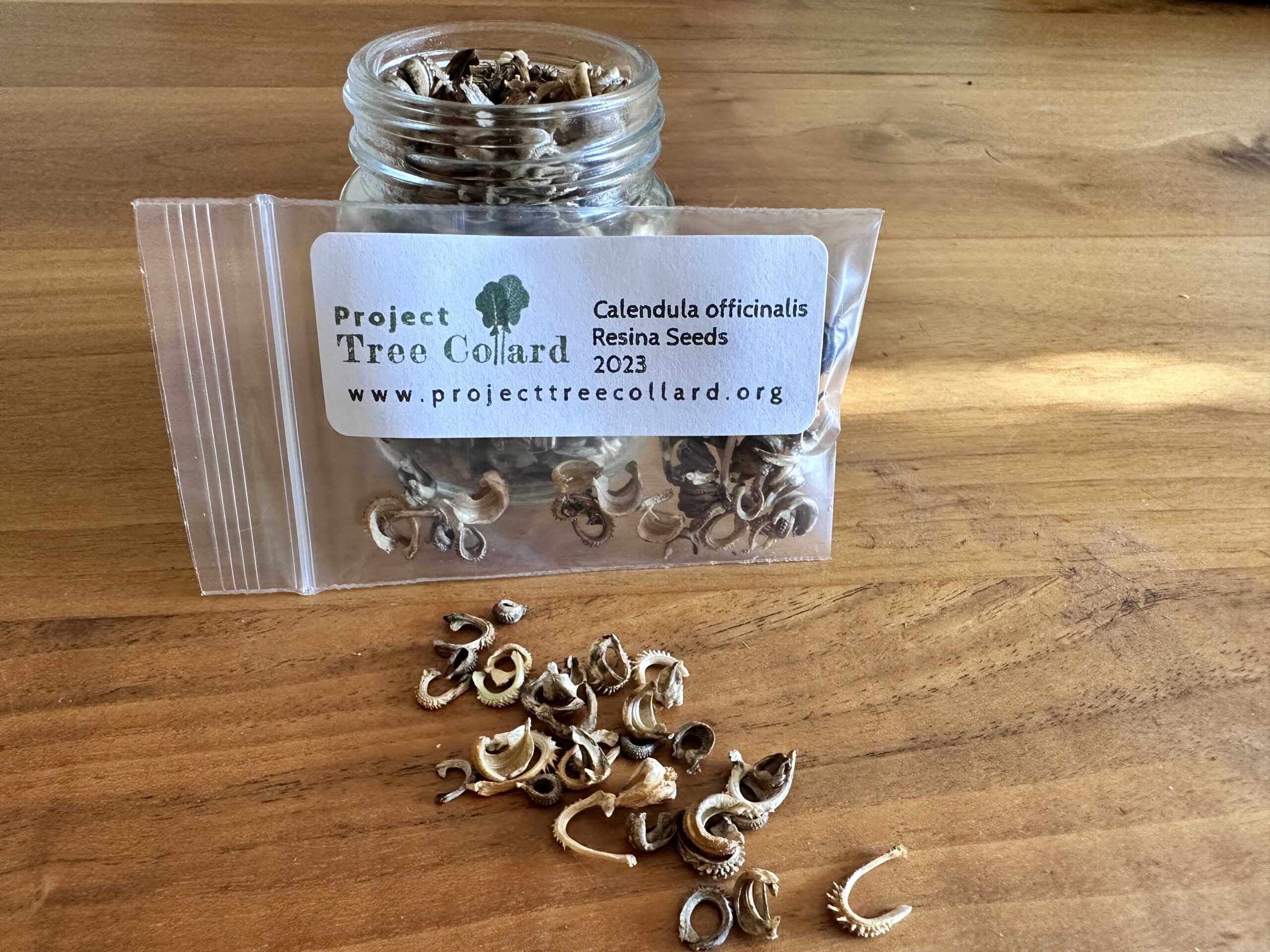 Calendula resina seed packet
