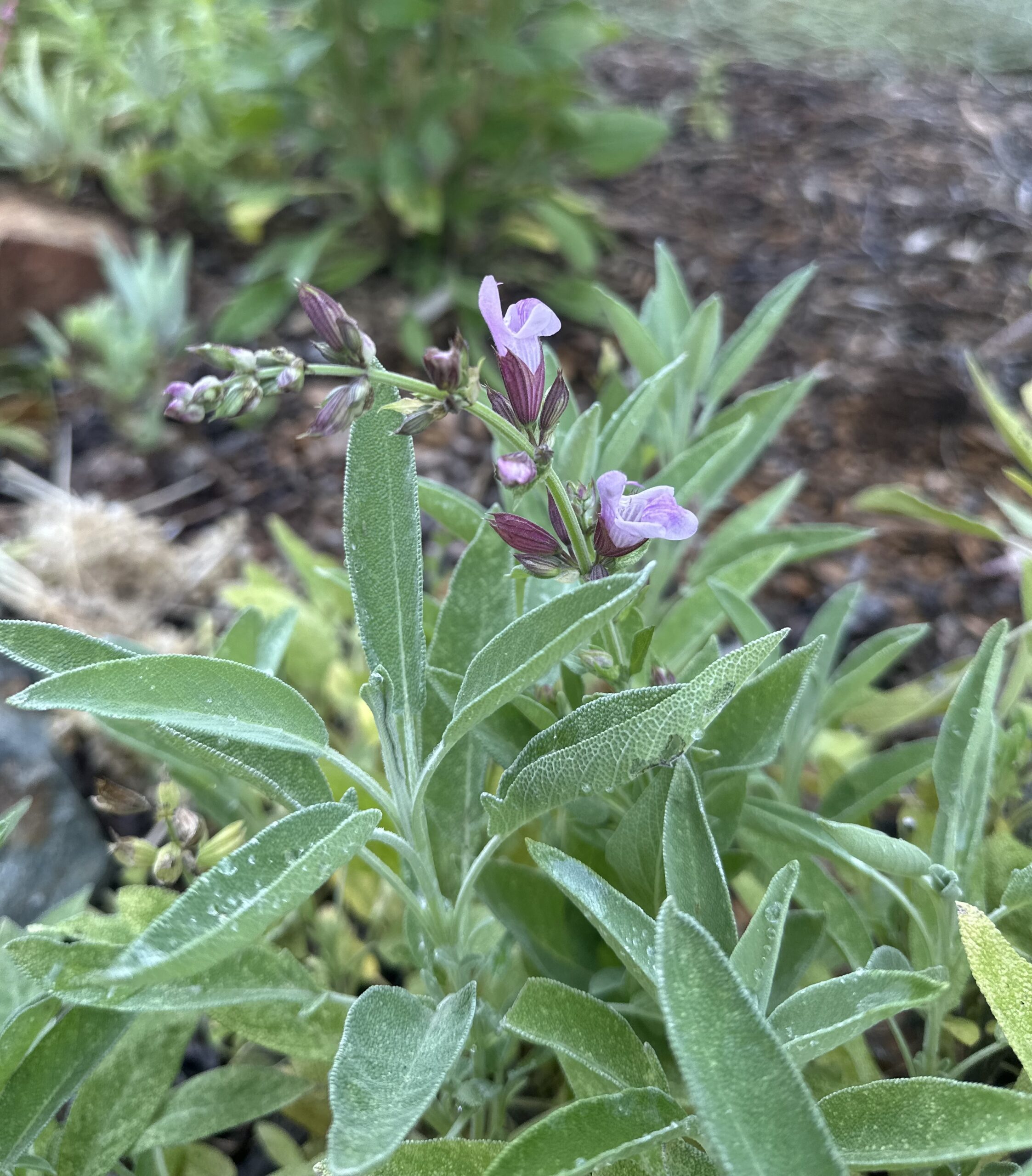 Salvia officinalis plant