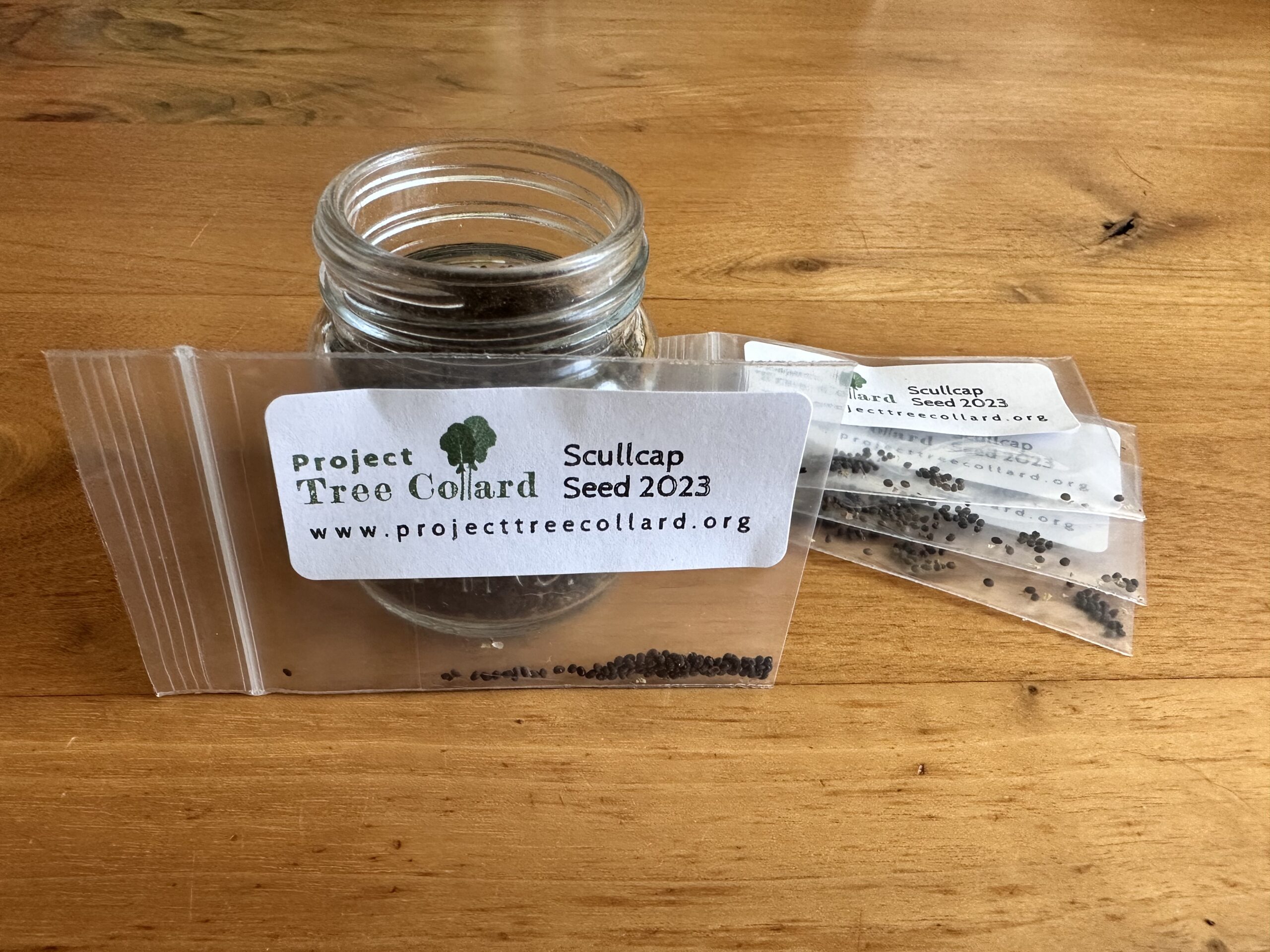 one scullcap seed packet
